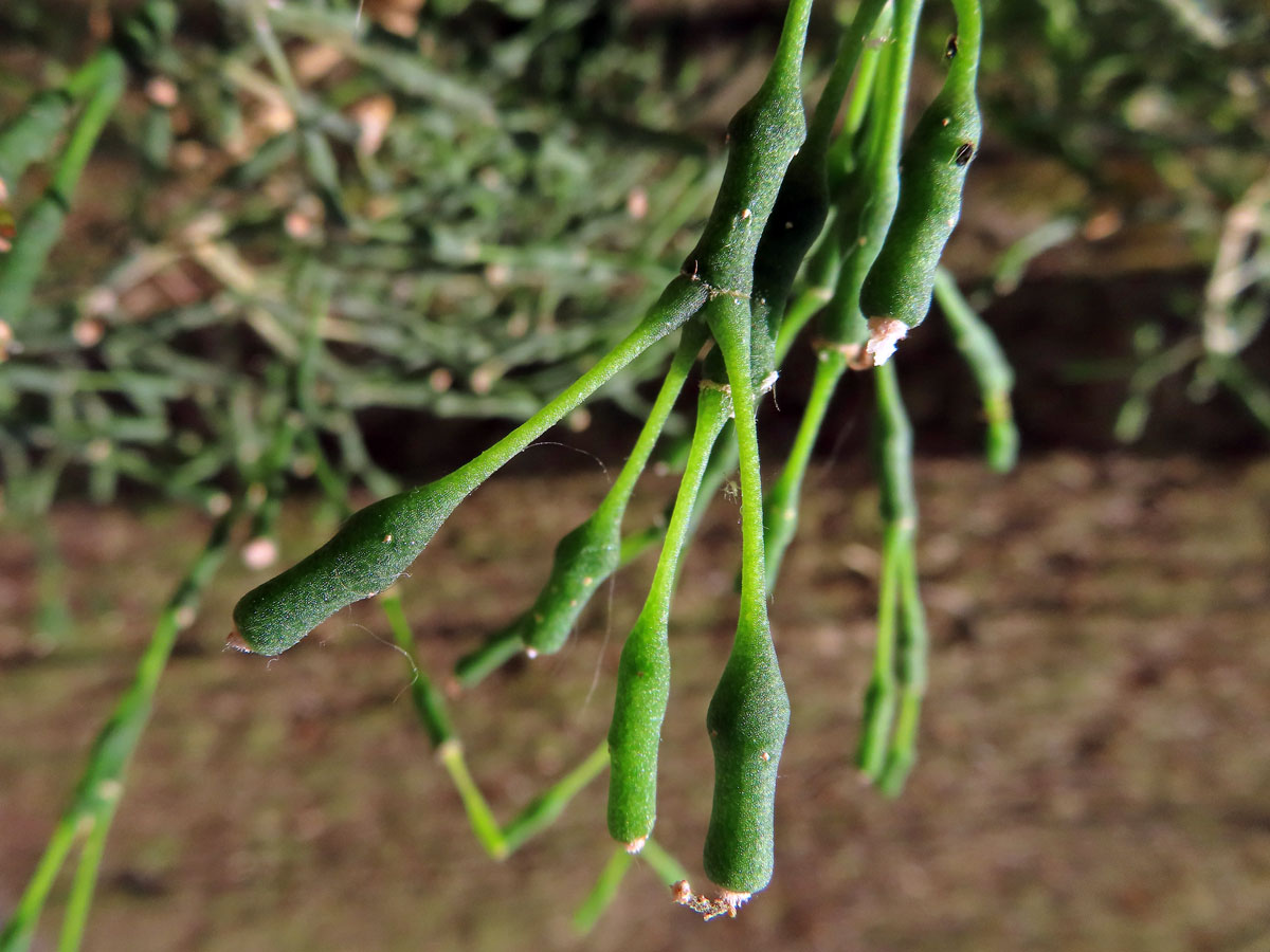 Hatiora salicornioides (Haw.) Britton et Rose