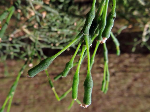 Hatiora salicornioides (Haw.) Britton et Rose