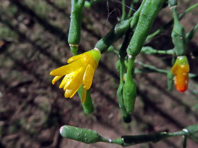 Hatiora salicornioides (Haw.) Britton et Rose