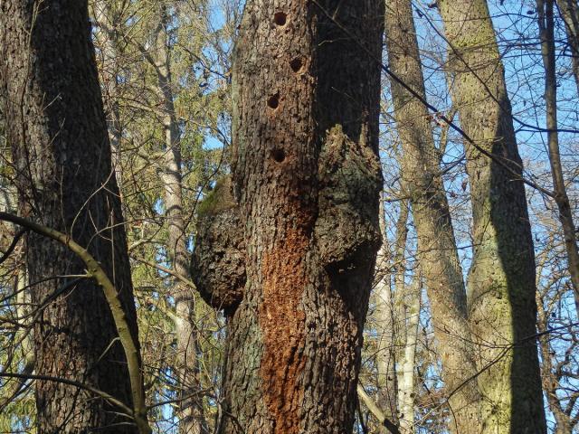 Tumor na olši lepkavé (Alnus glutinosa (L.) Gaertn.) (42)