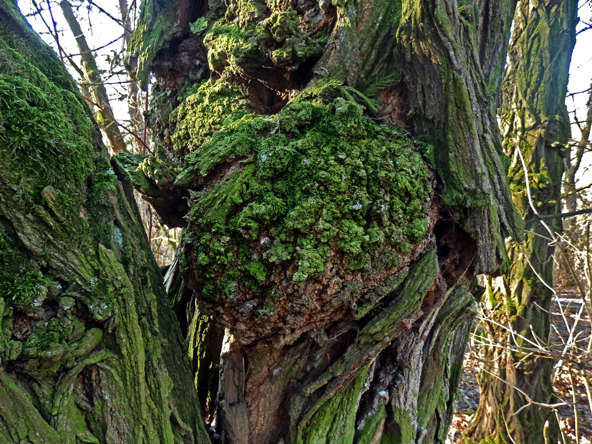 Tumor na akátu (Robinia pseudoacacia L.) (33)