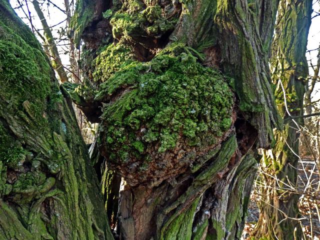 Tumor na akátu (Robinia pseudoacacia L.) (33)