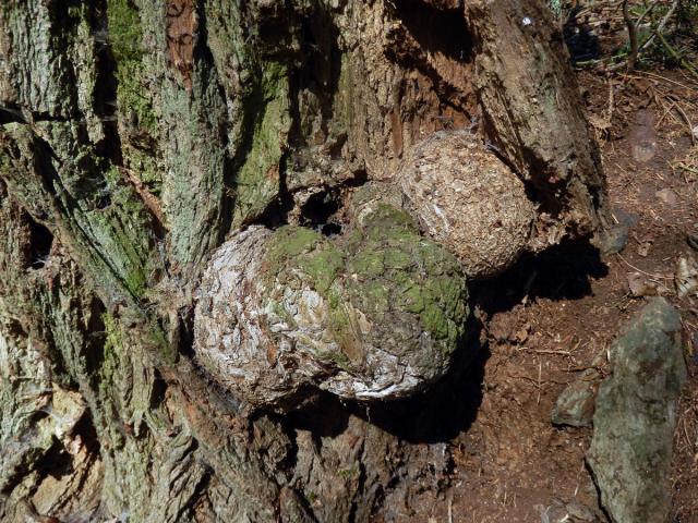 Tumor na akátu (Robinia pseudoacacia L.) (34)