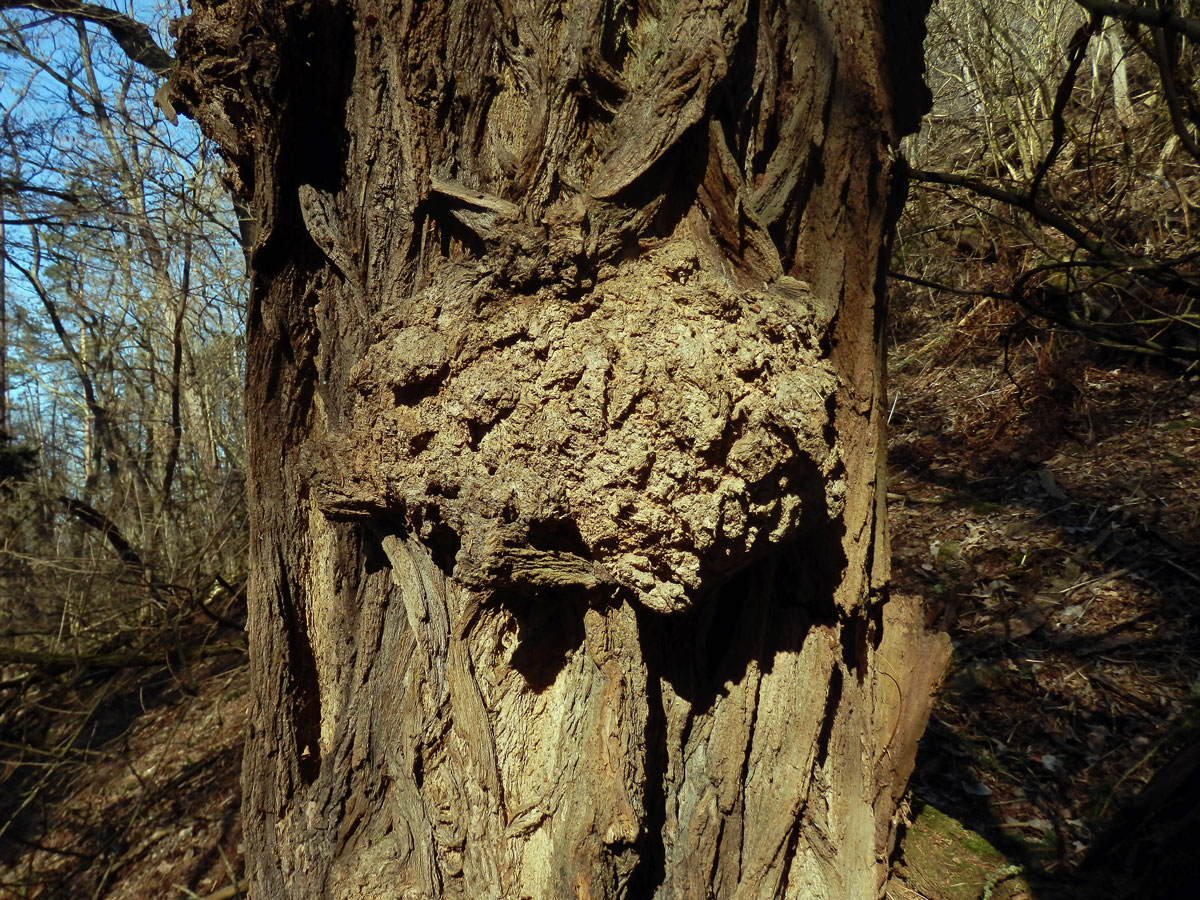 Tumor na akátu (Robinia pseudoacacia L.) (35)