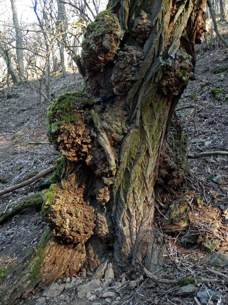 Tumor na akátu (Robinia pseudoacacia L.) (36a)