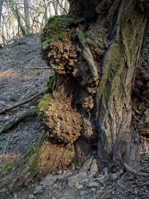 Tumor na akátu (Robinia pseudoacacia L.) (36b)