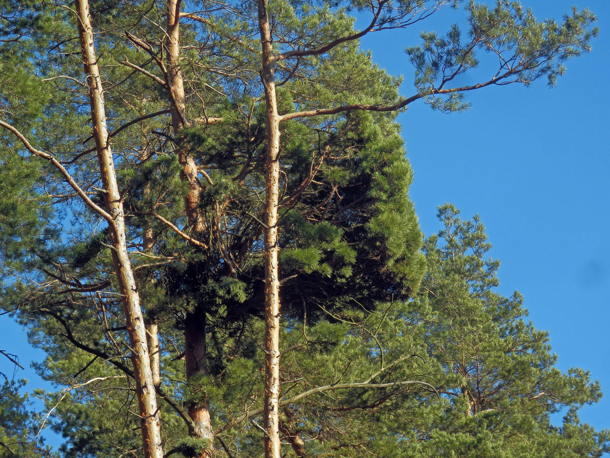 Čarověník na borovici lesní (Pinus sylvestris L.) (24a)