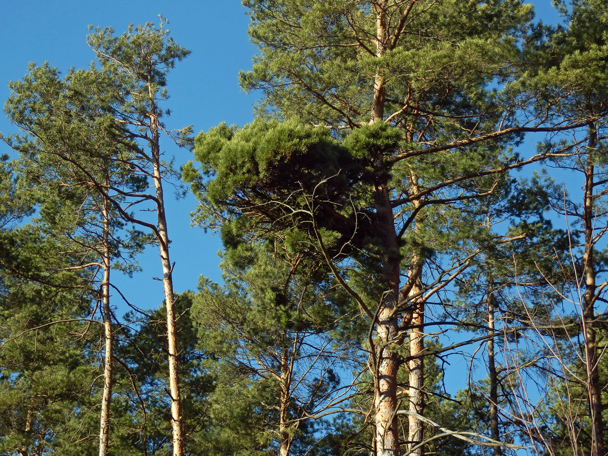 Čarověník na borovici lesní (Pinus sylvestris L.) (24b)