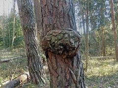 Tumor na borovici lesní (Pinus sylvestris L.) (42a)