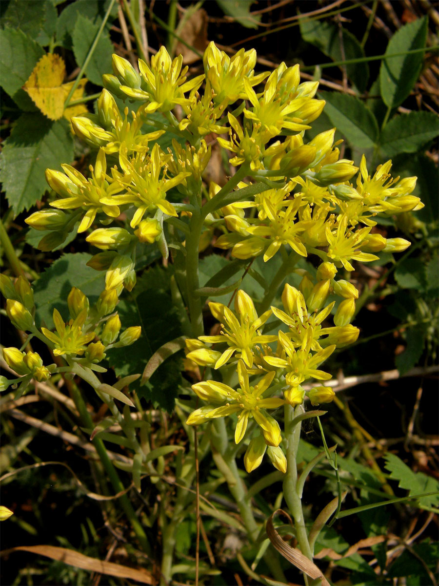 Rozchodník skalní (Sedum reflexum L.)