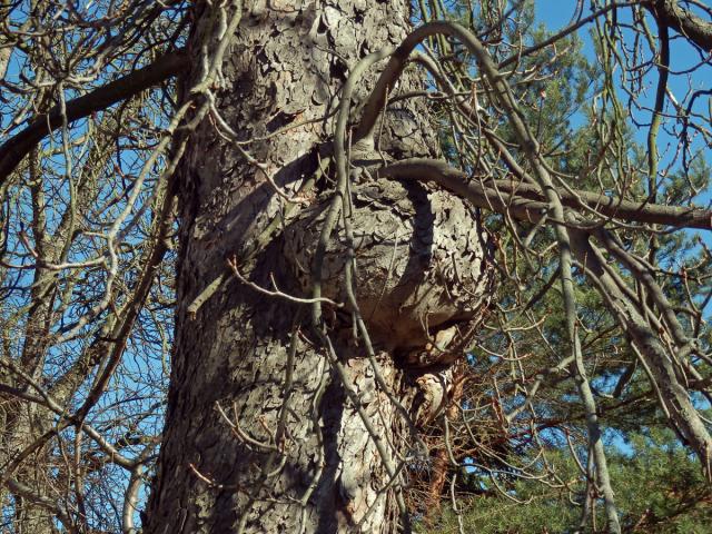 Jírovec maďal (Aesculus hippocastanum L.) (6a) s tumory na kmeni