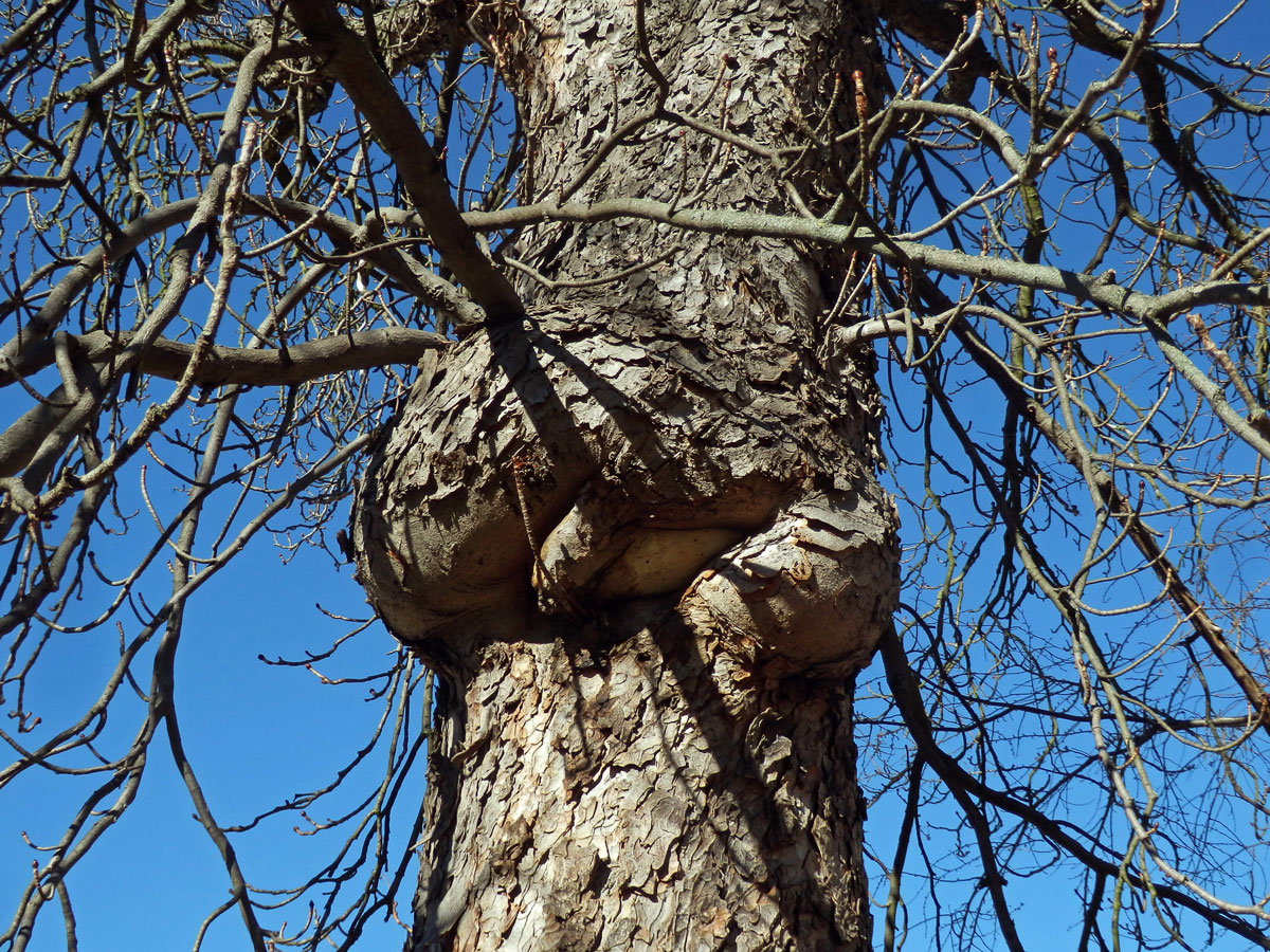 Jírovec maďal (Aesculus hippocastanum L.) (6b) s tumory na kmeni