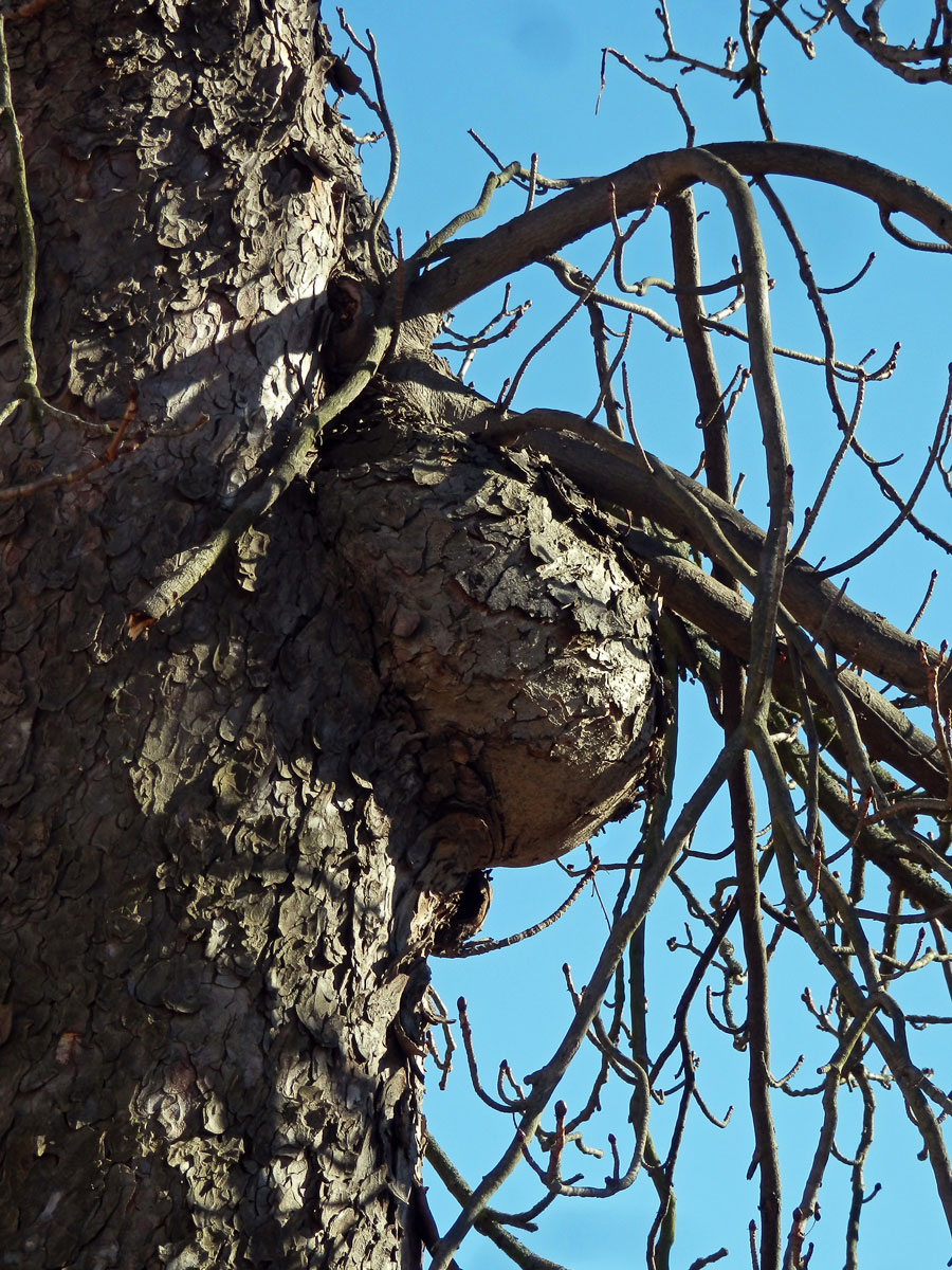 Jírovec maďal (Aesculus hippocastanum L.) (6c) s tumory na kmeni