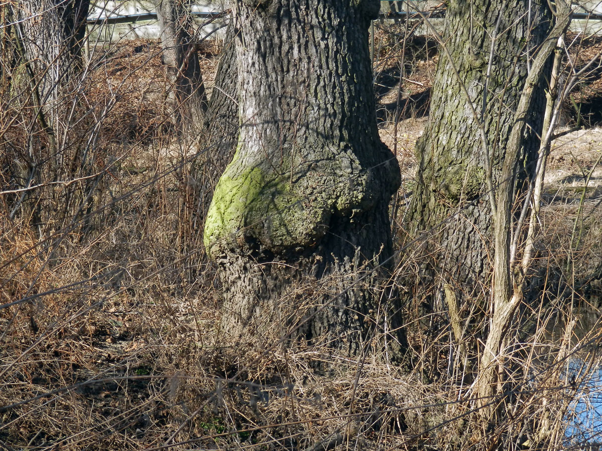 Tumor na olši lepkavé (Alnus glutinosa (L.) Gaertn.) (43)