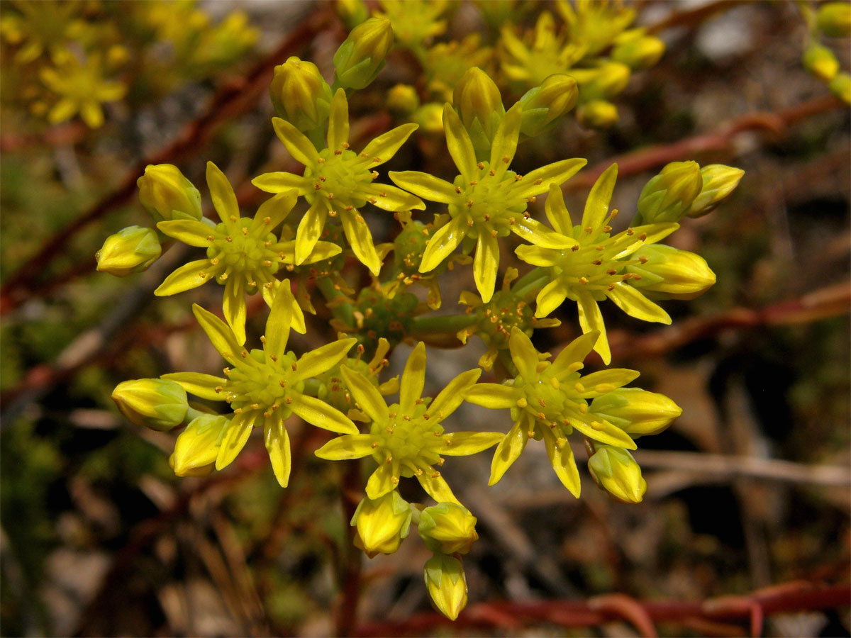 Rozchodník skalní (Sedum reflexum L.)