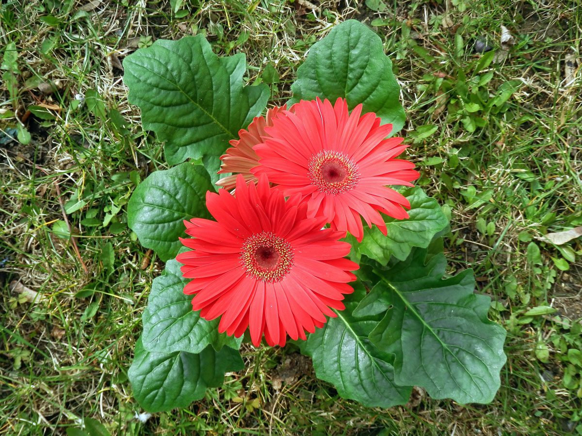 Gerbera (Gerbera × hybrida)