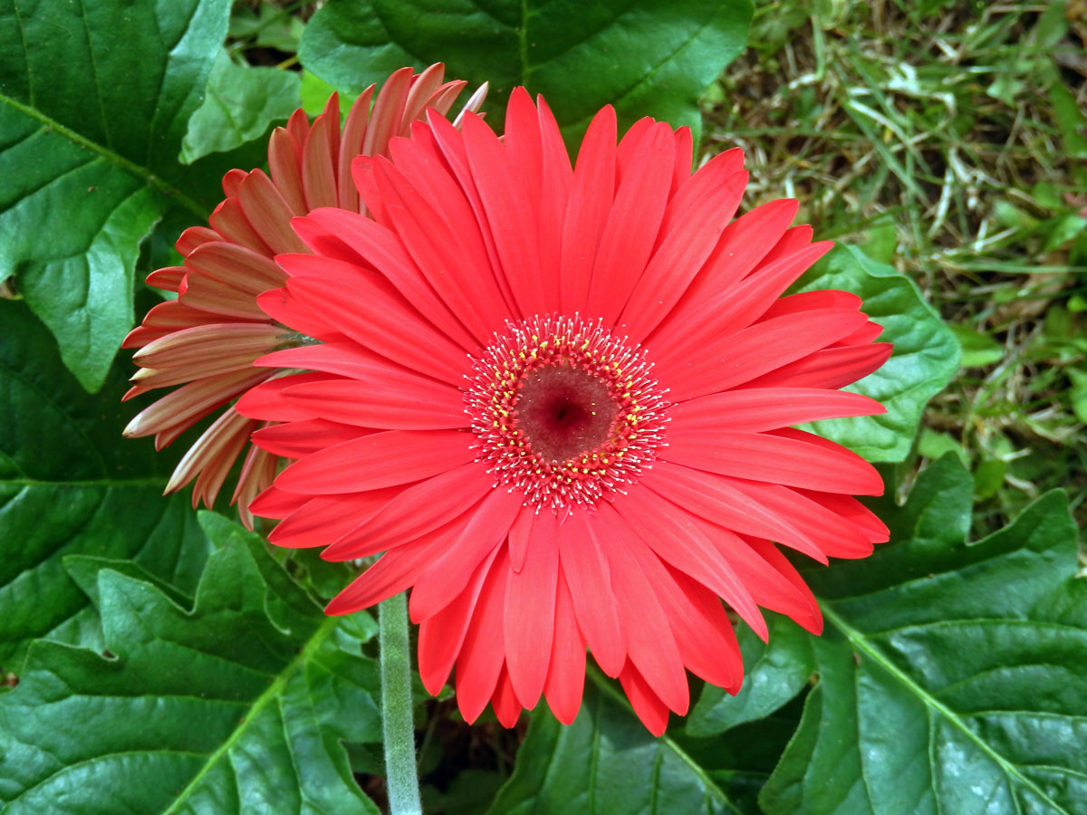 Gerbera (Gerbera × hybrida)