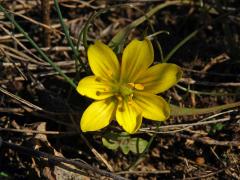 Křivatec český (Gagea bohemica (Zauschn.) Schult. & Schult. f.) - sedmičetný květ (3)