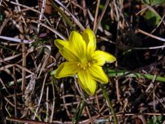 Křivatec český (Gagea bohemica (Zauschn.) Schult. & Schult. f.) - sedmičetný květ (4)