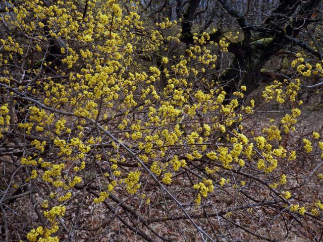 Dřín jarní (Cornus mas L.)