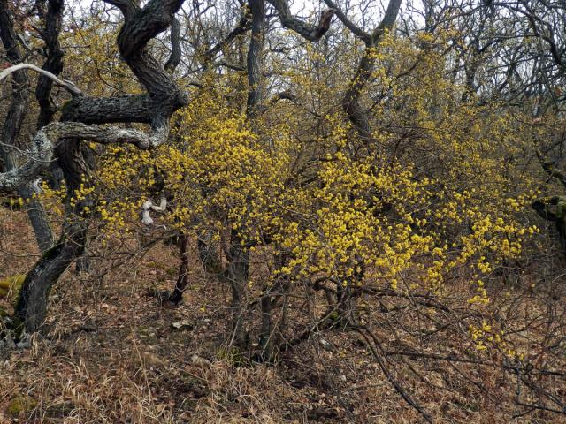 Dřín jarní (Cornus mas L.)