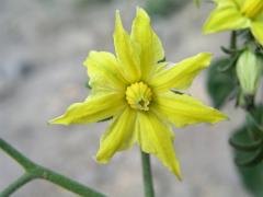 Lilek rajče (Solanum lycopersicum L.) - osmičetný květ