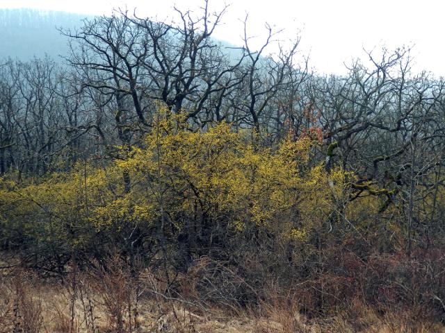 Dřín jarní (Cornus mas L.)