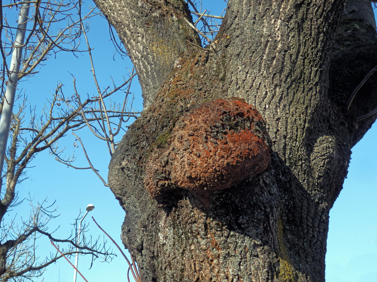 Nádor na jasanu ztepilém (Fraxinus excelsior L.) (26)