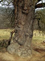 Nádor na hrušni obecné (Pyrus communis L.) (3a)