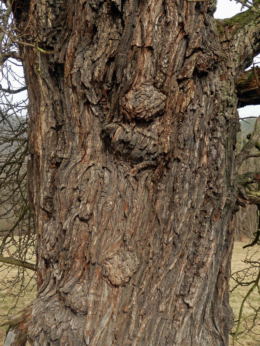 Nádor na hrušni obecné (Pyrus communis L.) (3c)