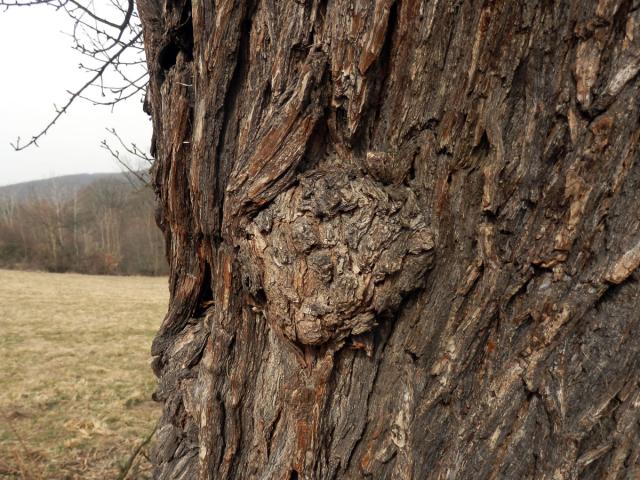 Nádor na hrušni obecné (Pyrus communis L.) (3d)