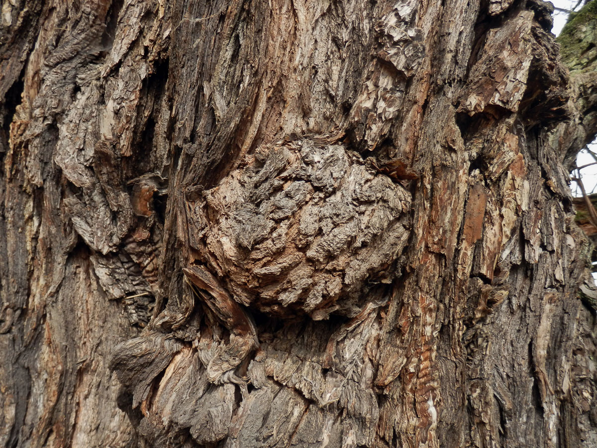 Nádor na hrušni obecné (Pyrus communis L.) (3e)