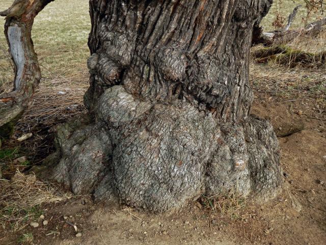 Nádor na hrušni obecné (Pyrus communis L.) (3b)