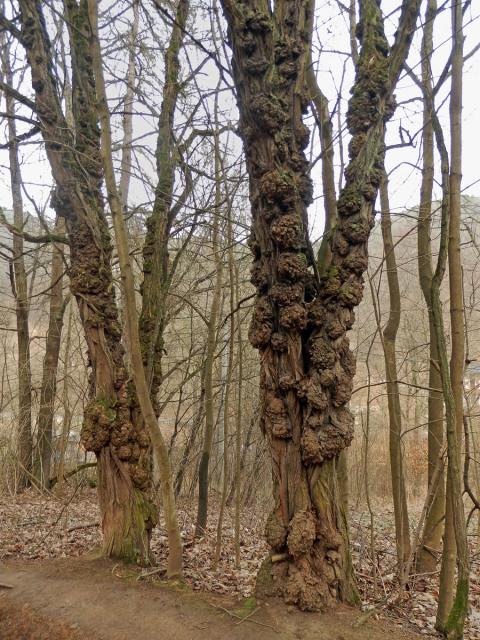 Tumor na akátu (Robinia pseudoacacia L.) (37a)