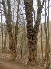 Tumor na akátu (Robinia pseudoacacia L.) (37a)