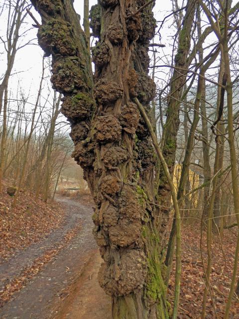 Tumor na akátu (Robinia pseudoacacia L.) (37b)