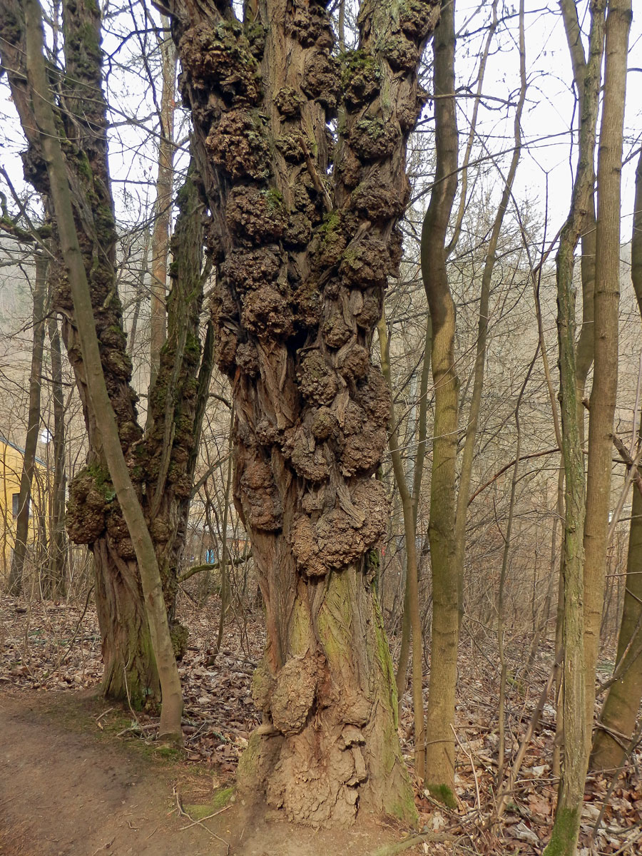 Tumor na akátu (Robinia pseudoacacia L.) (37c)