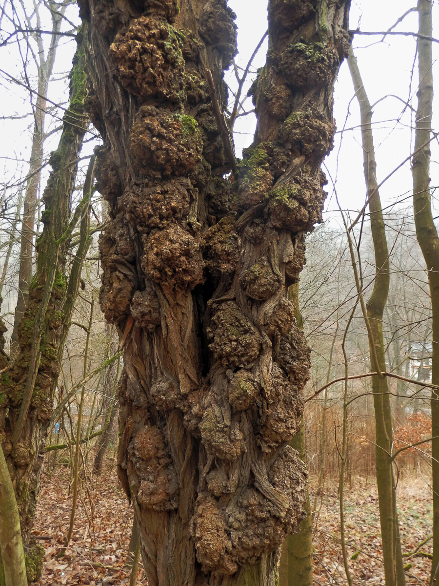 Tumor na akátu (Robinia pseudoacacia L.) (37d)