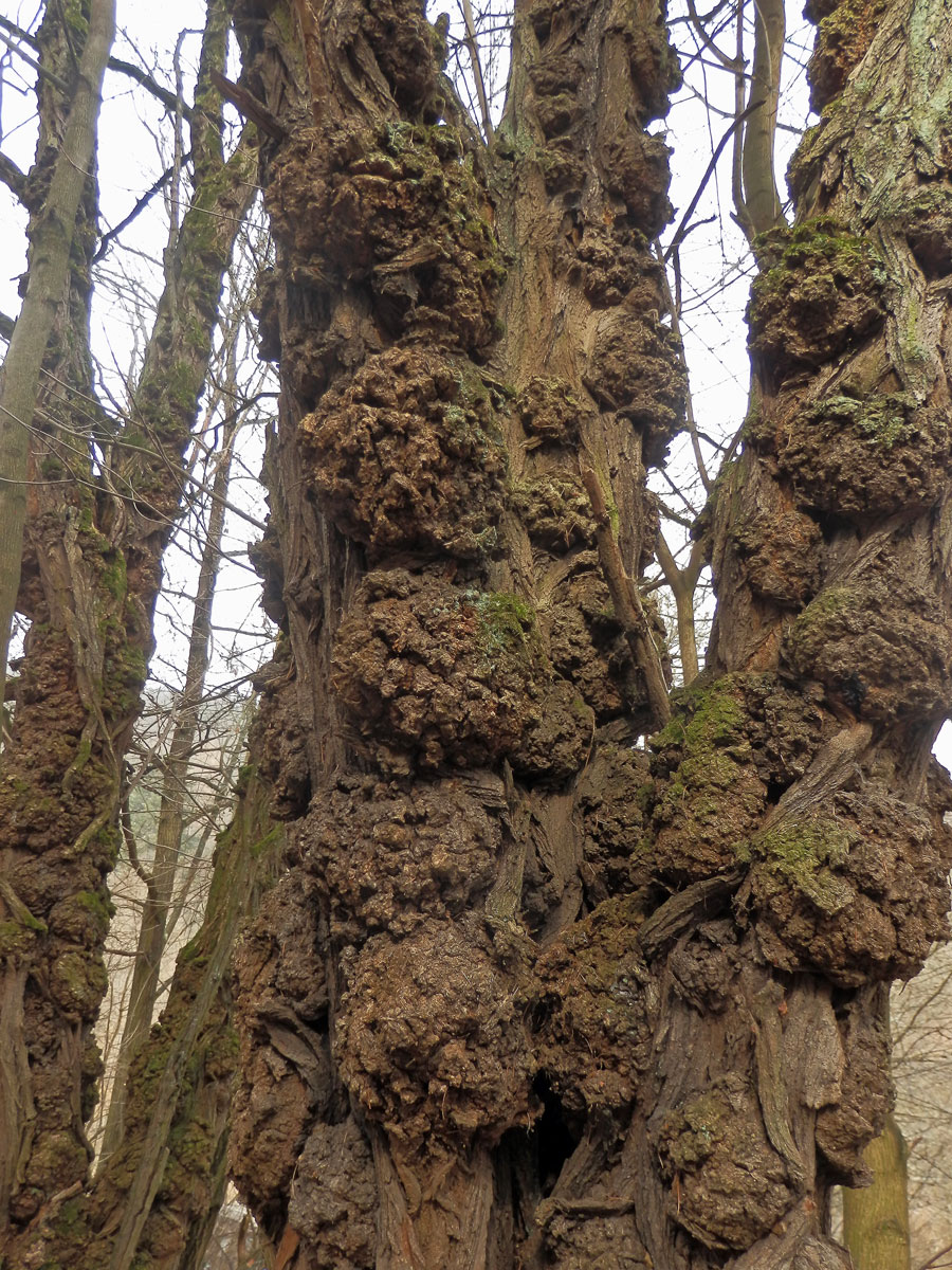 Tumor na akátu (Robinia pseudoacacia L.) (37e)