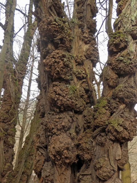 Tumor na akátu (Robinia pseudoacacia L.) (37e)