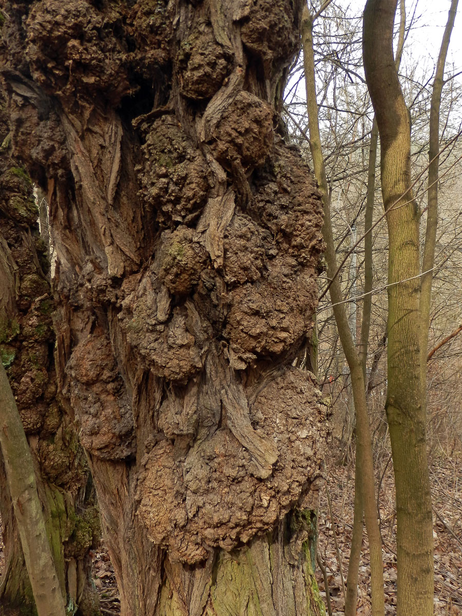 Tumor na akátu (Robinia pseudoacacia L.) (37f)