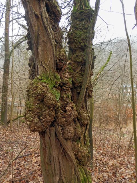 Tumor na akátu (Robinia pseudoacacia L.) (37g)