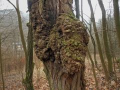 Tumor na akátu (Robinia pseudoacacia L.) (37h)