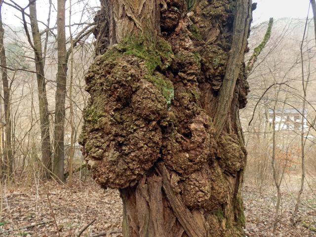 Tumor na akátu (Robinia pseudoacacia L.) (37i)