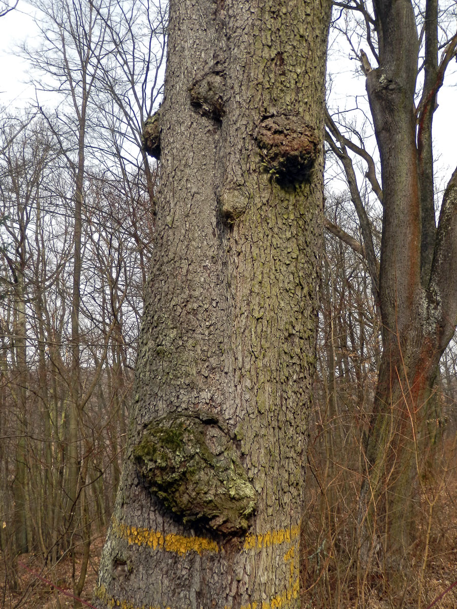 Jeřáb břek (Sorbus torminalis (L.) Crantz) s nádorem na kmeni (2a)