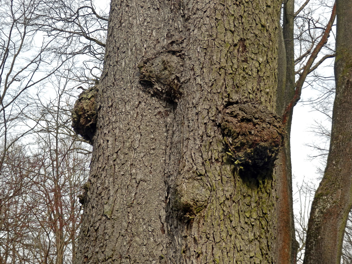 Jeřáb břek (Sorbus torminalis (L.) Crantz) s nádorem na kmeni (2b)