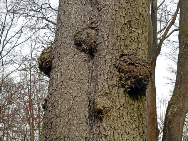 Jeřáb břek (Sorbus torminalis (L.) Crantz) s nádorem na kmeni (2b)