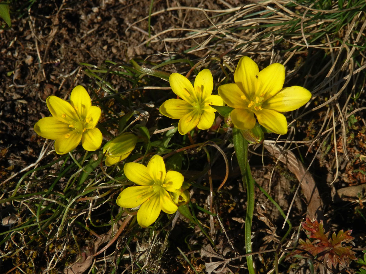 Křivatec český (Gagea bohemica (Zauschn.) Schult. & Schult. f.)