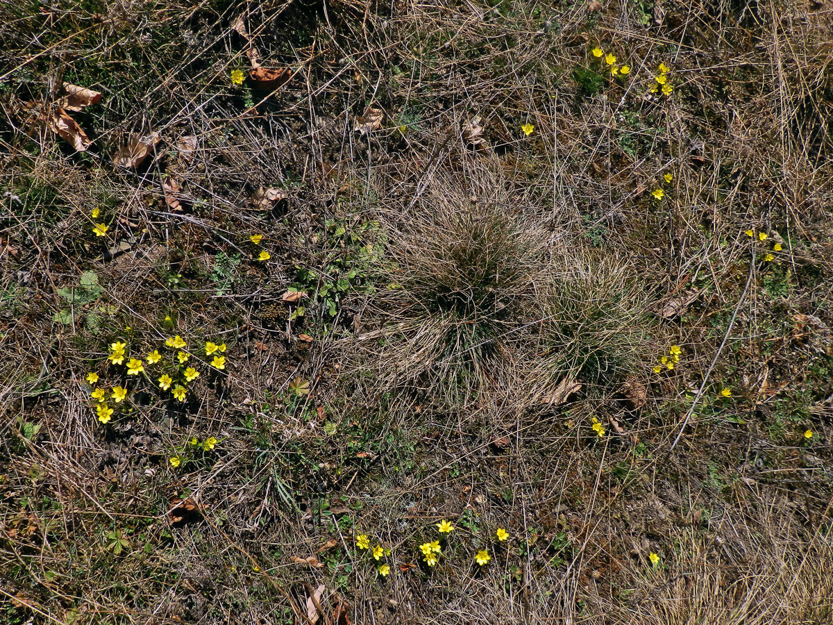 Křivatec český (Gagea bohemica (Zauschn.) Schult. & Schult. f.)