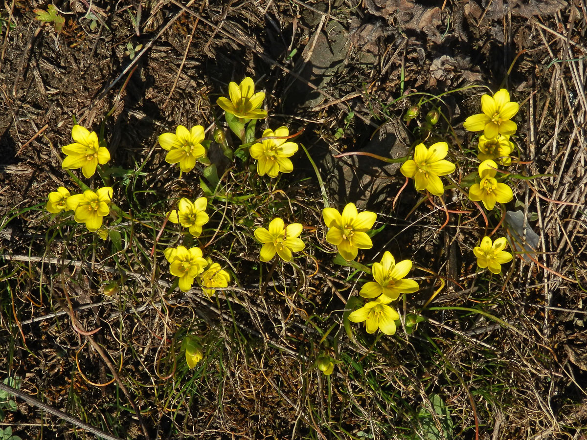 Křivatec český (Gagea bohemica (Zauschn.) Schult. & Schult. f.)